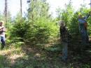Trees are good and bad